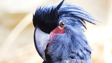 VIDEO: Un "presagio de muerte" se posa sobre la cabeza de una joven