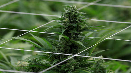 VIDEO: Huye con una planta de marihuana en las manos tras ser grabado en directo por casualidad