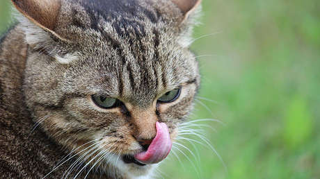 VIDEO: Un gato viaja a 100 kilómetros por hora en el techo de un coche