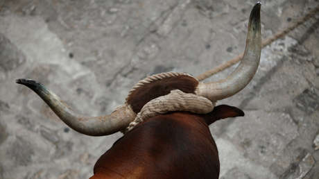 VIDEO IMPACTANTE: Un toro se retuerce de dolor en plena calle durante un festejo en España