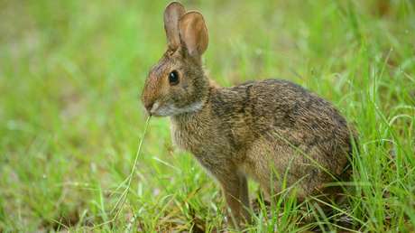 Mala suerte: Un conejo escapa de las fauces de un gato pero es cazado por un búho (VIDEO)