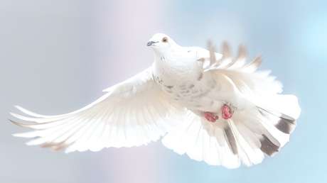 VIDEOS: Una paloma 'muerta' da un toque fúnebre a una solemne ceremonia escolar