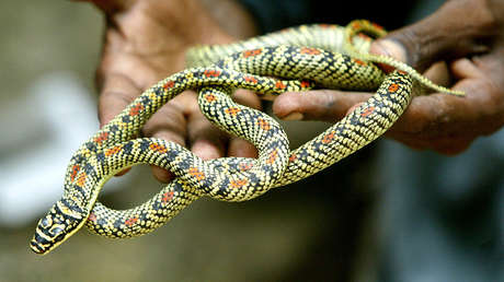 Muere una niña amamantada con leche envenenada