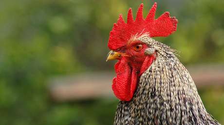 Por primera vez logran cruzar células humanas con embriones de pollo (y la quimera sobrevive)