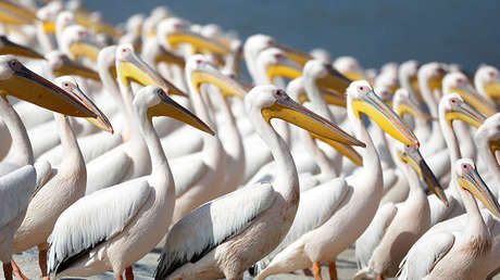 Encuentran una nota escrita hace casi 200 años en un pelicano disecado de un museo (FOTO)