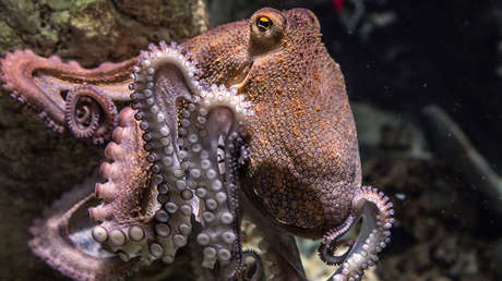 Un pulpo cambia la vida al dueño de un mercado de pescado y marisco