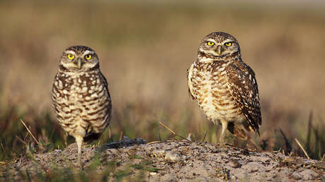 Los mochuelos de madriguera están al borde de la extinción en Silicon Valley (y Google sabe por qué)