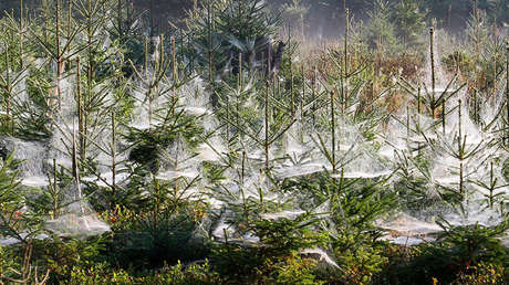 FOTOS: Un bosque se convierte en una película de terror tras una invasión de orugas