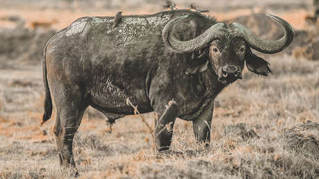 Sale volando: Búfalo salva a un lagarto dando un impresionante cornada a un león (VIDEO)