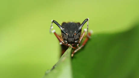 FOTO: Hongos que vuelven 'zombis' a las hormigas se adaptan al medio para seguir envenenándolas