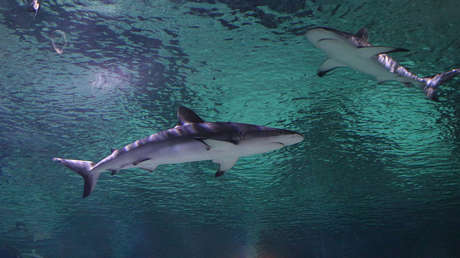 ¿El viejo y el mar? Un tiburón pasea a un pescador en un kayak (VIDEO) 