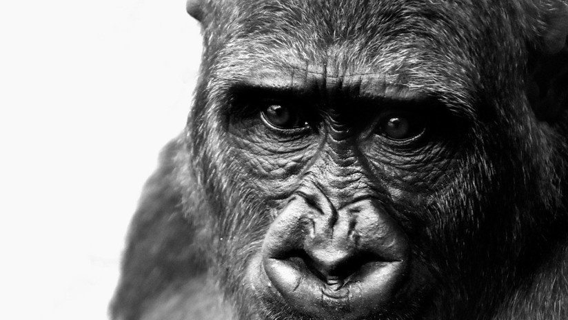 Descubren el secreto genético que nos hizo humanos