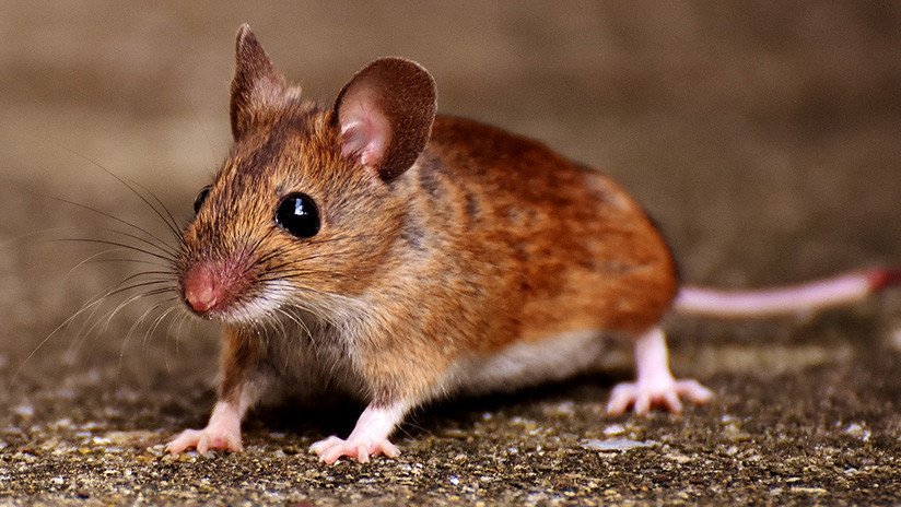 VIDEO: Dos ratones corretean entre panes de hamburguesa en un Burger King en EE.UU.