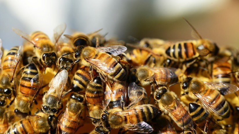 ¡Todos al suelo! Insólito ataque de abejas paraliza un partido de fútbol en Ecuador (VIDEO)
