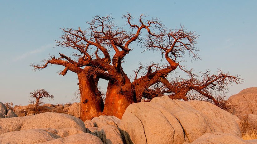 Los legendarios baobabs de África se mueren y nadie sabe por qué 