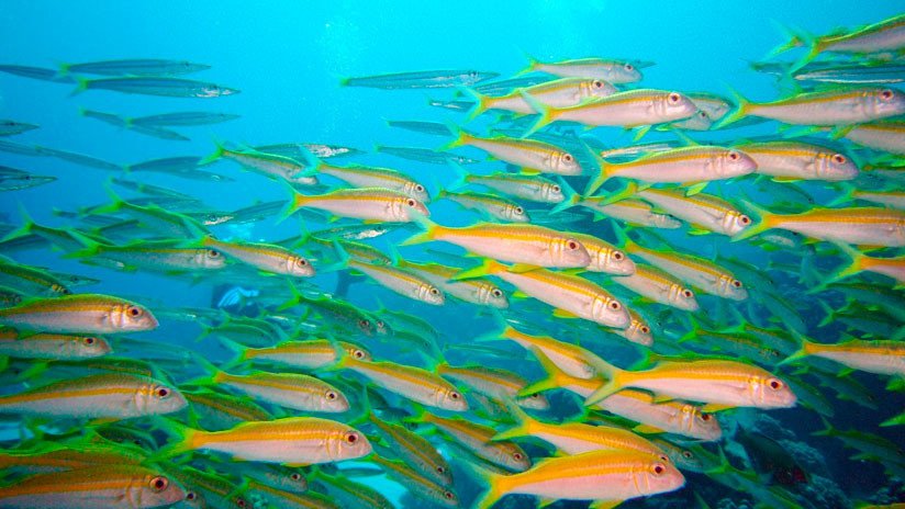 Advierten sobre el estallido de "guerras pesqueras" entre 50 países a causa del calentamiento global