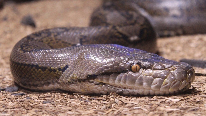 Una mujer desaparecida es encontrada en el vientre de una pitón de 8 metros