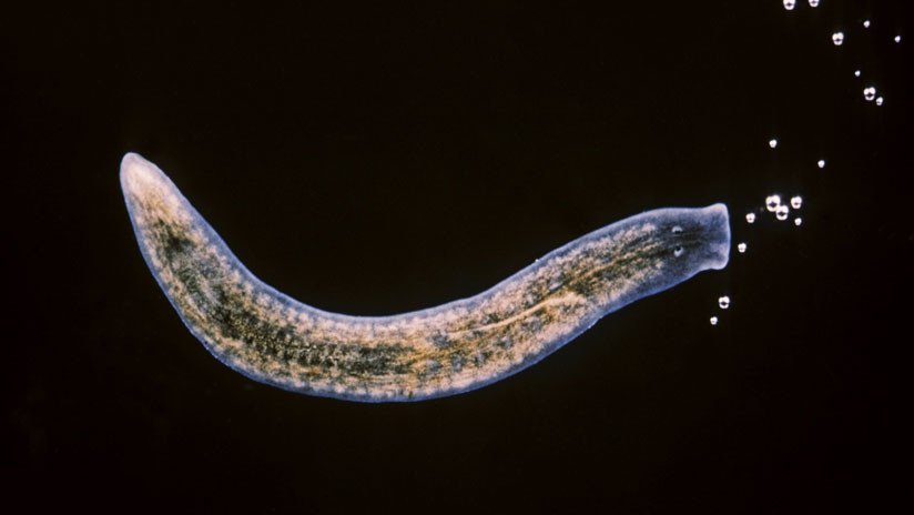 'Elixir de la vida': Aíslan a una célula capaz de regenerar todo el cuerpo