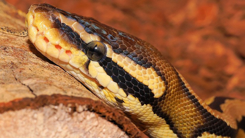 FUERTE VIDEO: Posa para una fotografía con una pitón en el cuello y casi muere estrangulado