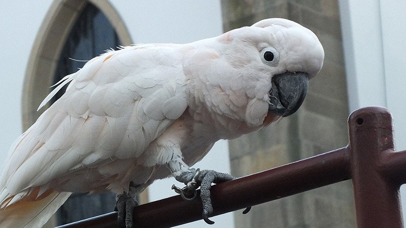 VIDEO: Una cacatúa ladra a un perro y lo deja atónito