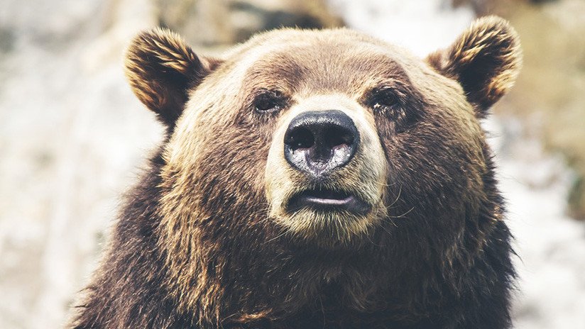 Un hombre se enfrenta a un oso solo con sus manos para defender a su perro