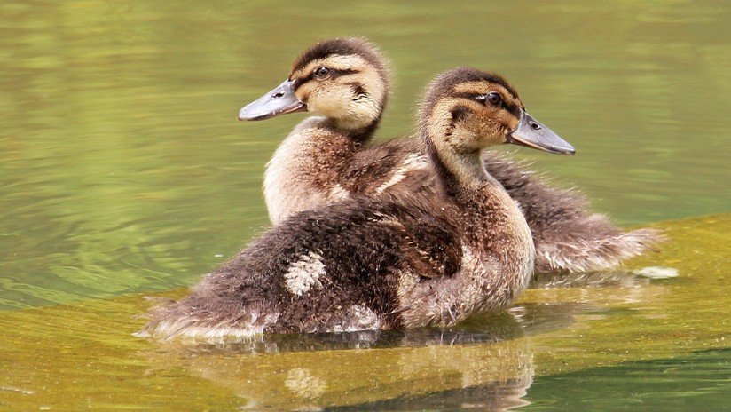 FOTO: Dos presuntos patos siameses provocan una ilusión óptica enloquecedora