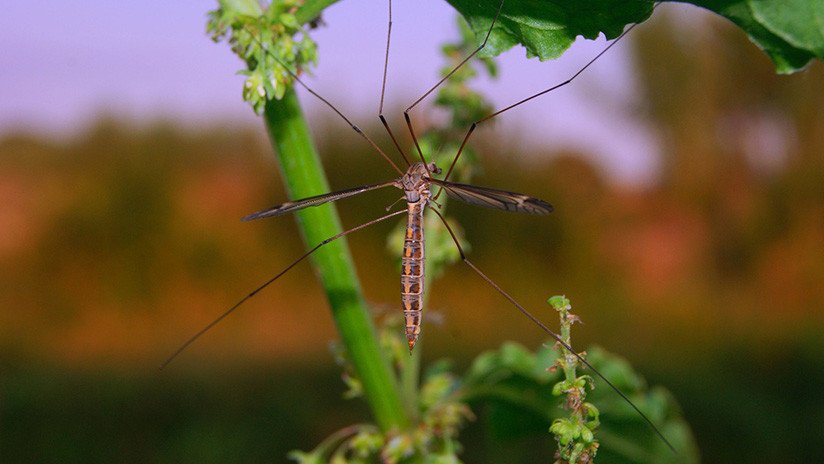 Bill Gates creará mosquitos 'autodestructivos' para vencer la malaria