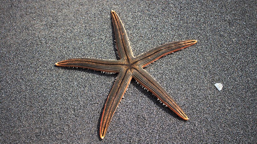 De paseo por la orilla: Avistan una inusual estrella de mar en una playa de Florida (VIDEO)