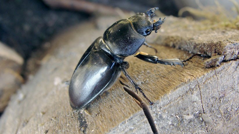 VIDEO: Una batalla épica entre dos escarabajos gigantes conquista la Red
