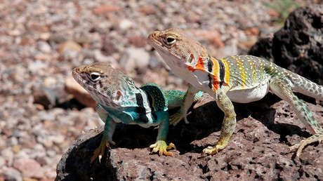 Hallan la "madre de todos los lagartos" en los Alpes italianos
