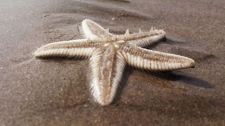 Hallan el fósil más antiguo de una estrella de mar en Cuba