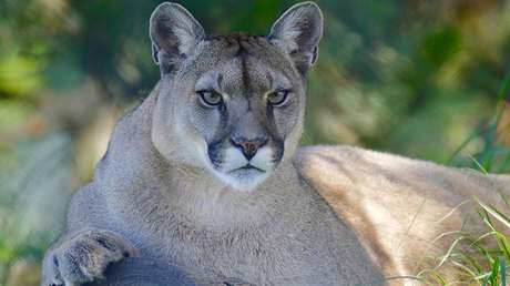 VIDEO: Avistan a un puma campando a sus anchas por las calles de una localidad argentina