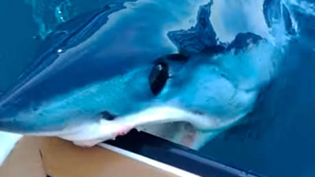 VIDEO: Se prepara para saltar al agua y un tiburón le muerde el bote