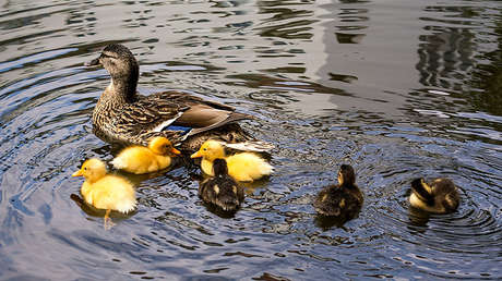 VIDEO: Una pata defiende a sus patitos y arremete contra un taxista al que da una paliza inolvidable