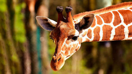 VIDEO: Jirafas casi se comen la melena del famoso futbolista brasileño David Luiz