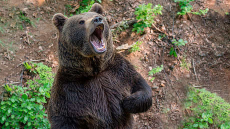 VIDEO: Un patrullero persigue y espanta con la sirena a un oso en un patio de juegos en Rusia