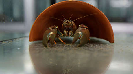 VIDEO: Un langostino se extirpa una tenaza en un desesperado intento por no ser cocinado vivo