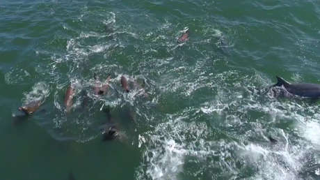 VIDEO: Un dron capta a 1.500 delfines jugando con dos ballenas jorobadas en California