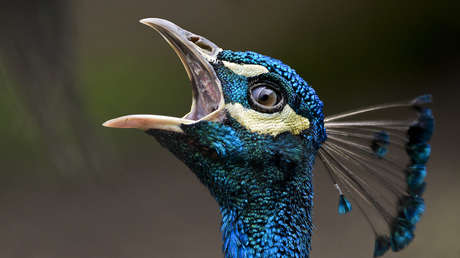 VIDEO: Pavos reales atacan autos lujosos y causan daños por miles de dólares en Canadá