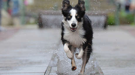VIDEO: La felicidad de este perro que se zambulle en una fuente conquista a millones de usuarios