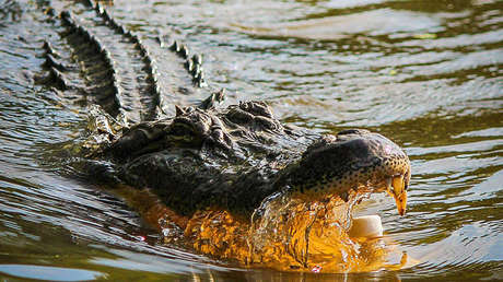 VIDEO: Un peligroso reptil acecha a un niño mientras juega con un cocodrilo inflable