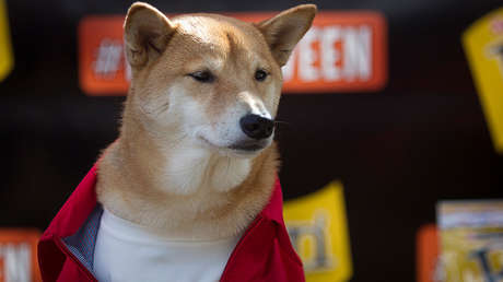 FOTOS, VIDEO: Tres perros Shiba Inu que se asoman tras un muro causan un boom turístico en Japón