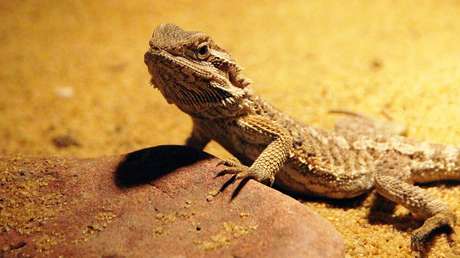 VIDEO: Compran bicicleta en línea y reciben un 'extra' inesperado que mira desde dentro de la caja