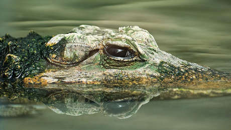 FUERTE VIDEO: Un cocodrilo se come al perro que lo atormentó durante años