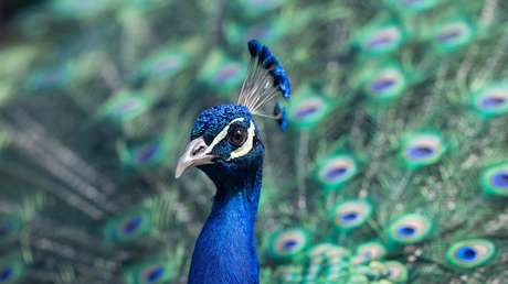 Un pavo real muere en la India al no soportar los selfis
