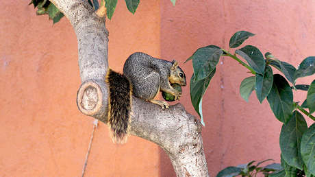 VIDEO: Una 'ardilla aguacate' se mantiene al día en asuntos de última moda