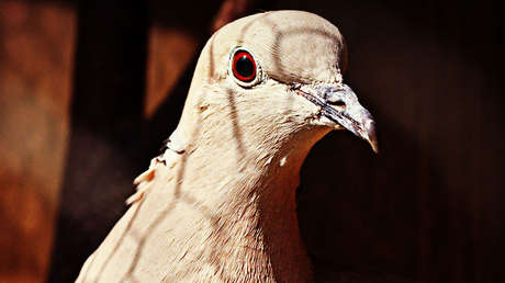 ¿Es un pez o una paloma? Captan una extraña criatura 'mutante' en China (VIDEO)