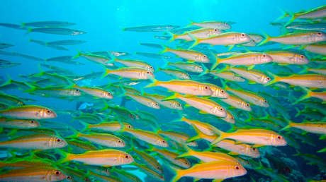 Advierten sobre el estallido de "guerras pesqueras" entre 50 países a causa del calentamiento global