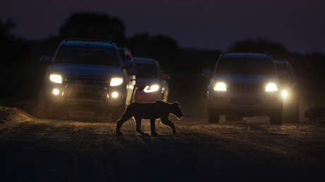 El miedo a los humanos obliga a los animales a vivir de noche