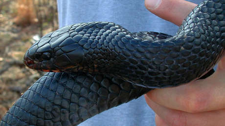 FOTOS: Una asistente de 'sheriff' saca con sus propias manos una serpiente de dos metros de un baño